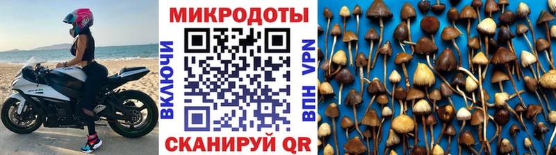 Галлюциногенные грибы Psilocybine cubensis  Чернушка 