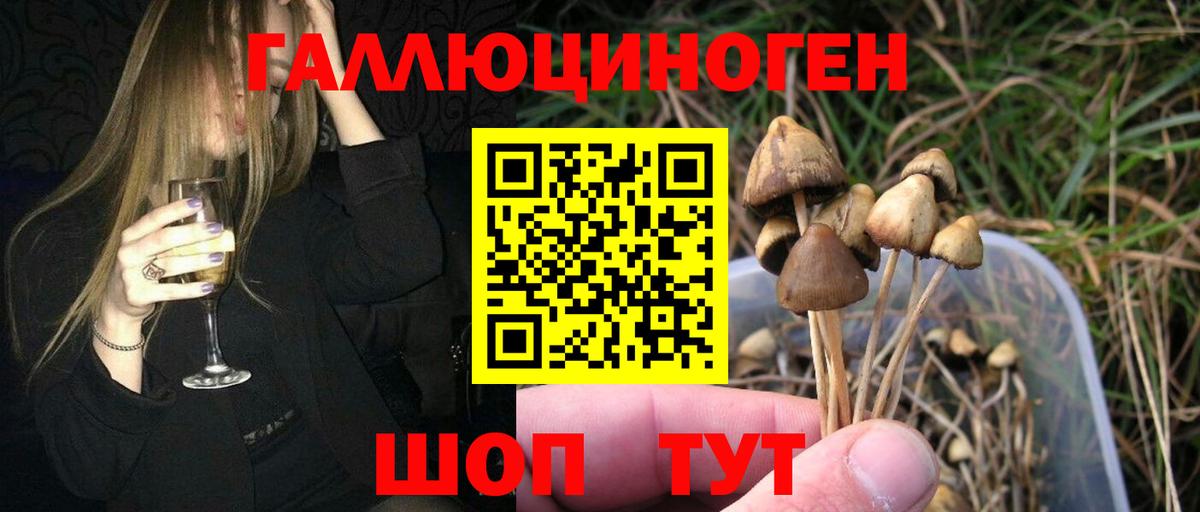 Псилоцибиновые грибы Cubensis  Галлюциногенные грибы Cubensis  Чернушка 